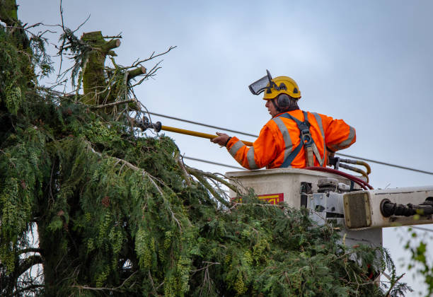 Professional Tree Removal Services in St Johns, MI